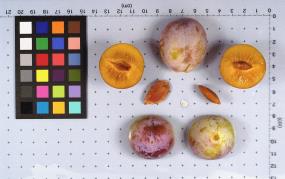 FRUIT